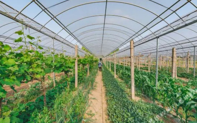 Dasein Tomato club
