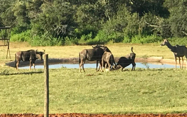 Olievenfontein Private Game Reserve