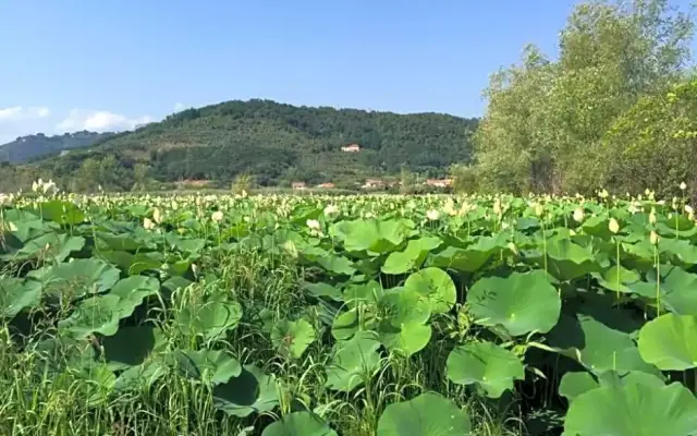 Cecco Di Nara