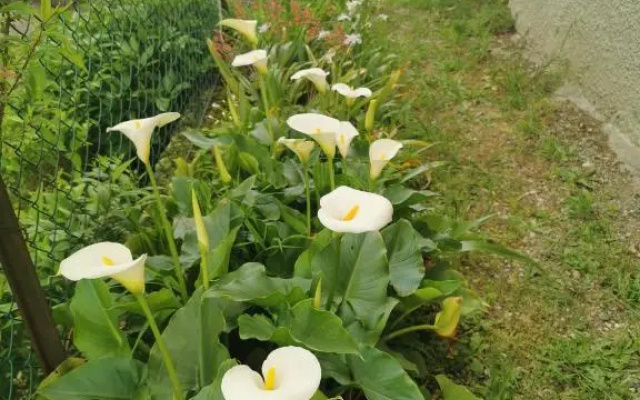 Grandma's garden house