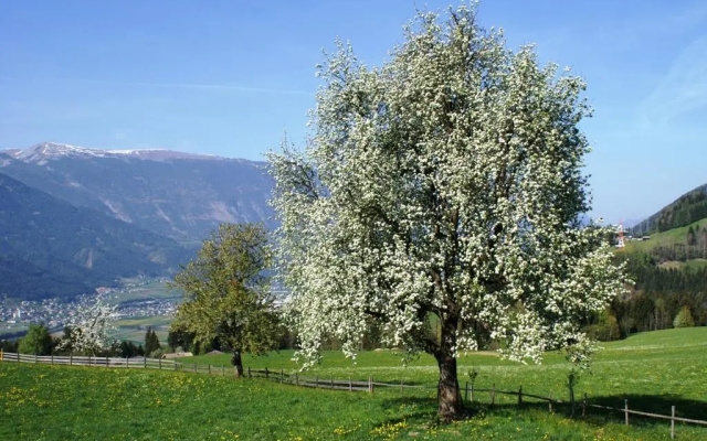 Hotel Garni Regina