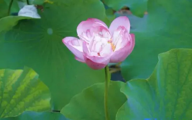 Meilan Meilu · Forest  Healing  Guesthouse