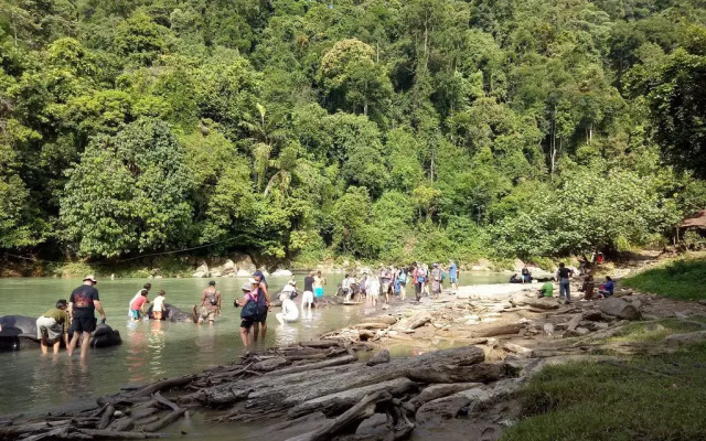 Green Lodge Tangkahan