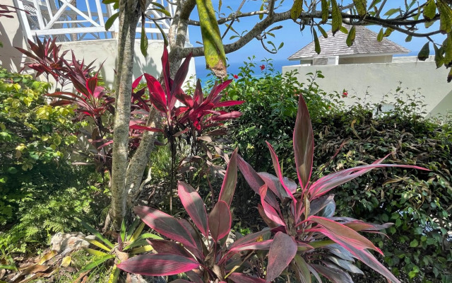 Hummingbird Retreat - Luxury Oceanview Apt, 7-Minute Walk to Beach