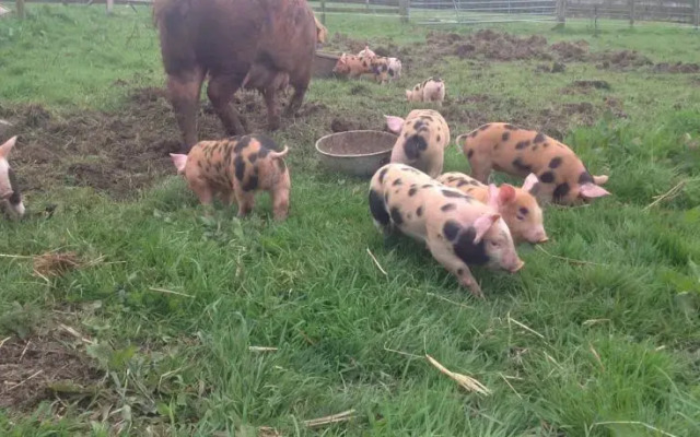 West Down Farm B&B