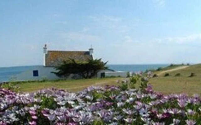 Goéland Brun