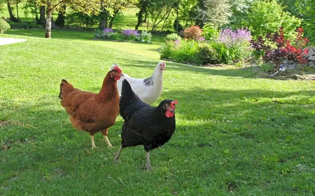 Au jardin de la Bachellerie