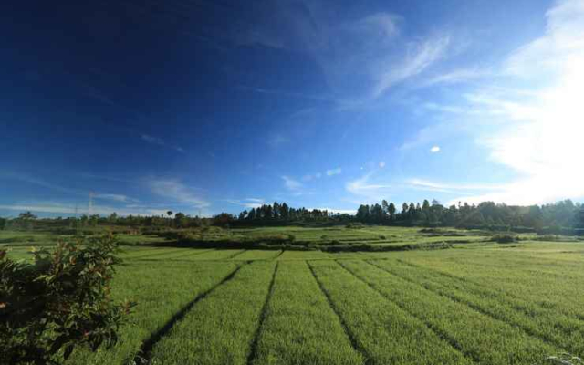 Piltik Homestay