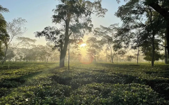 The Postcard in the Durrung Tea Estate