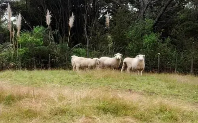 Albany Country BnB