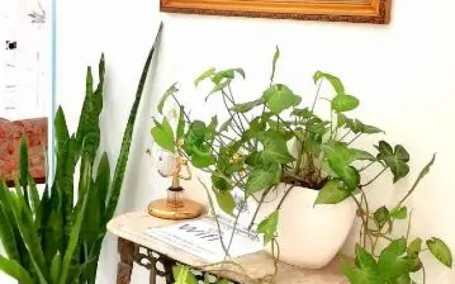 Home & Flower 3