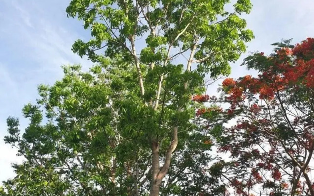 Suan Phueng Pa Wai Resort