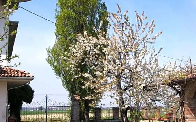 Antico Pioppo