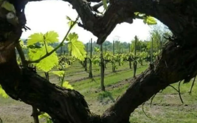 Agriturismo Boschetto di Montiano