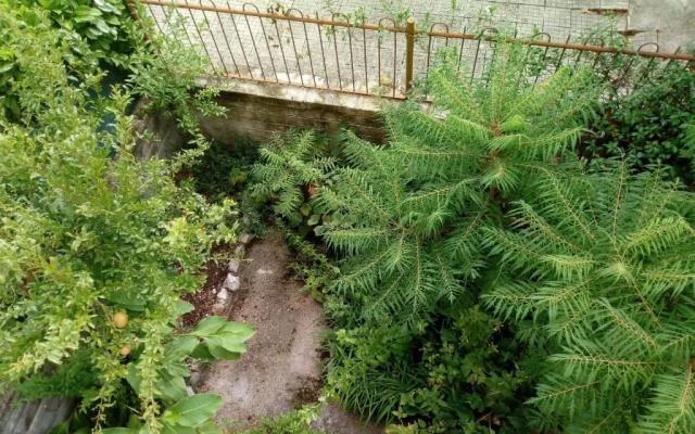 Il Cactus