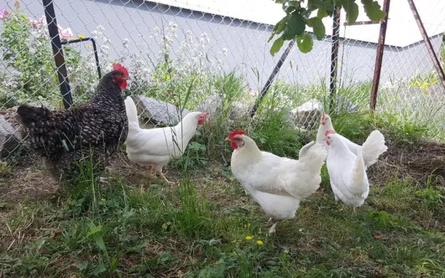 Ferienwohnung Pusteblume
