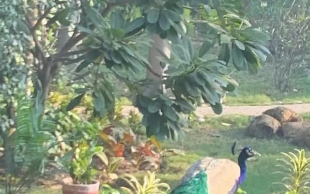 Radha Ashok