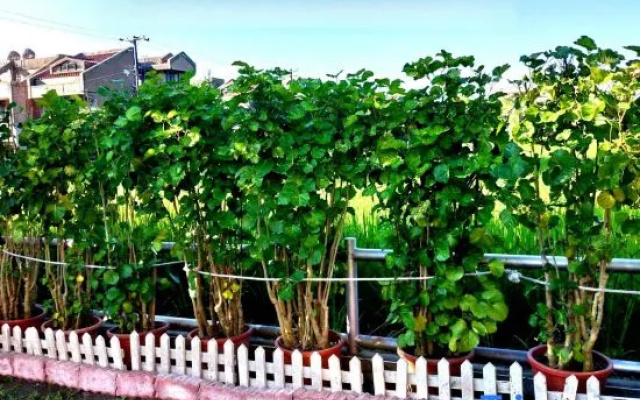 Evergreen Garden House