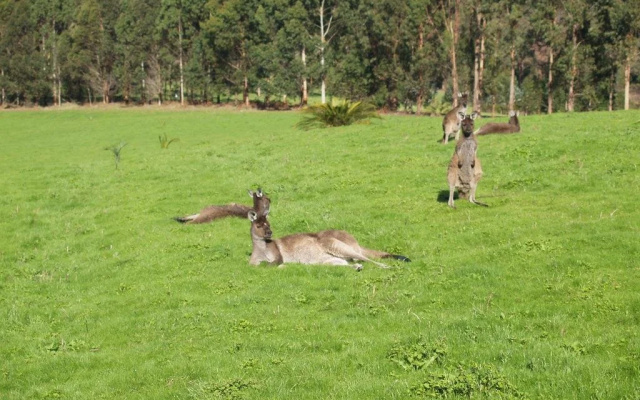 Karri Valley Chalets