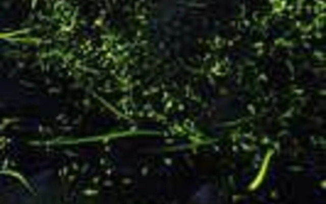 Kaisenkaku