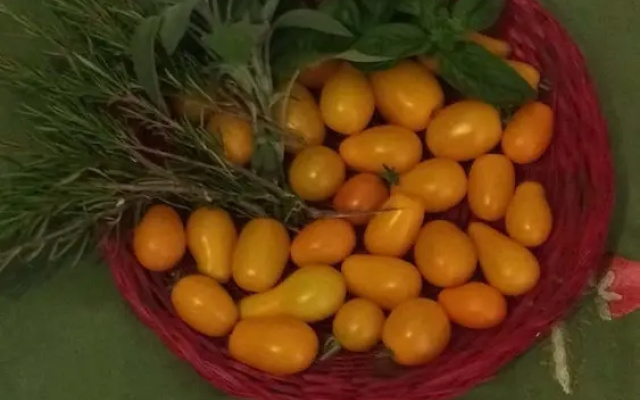 Alle Vecchie Querce - La Lavanda