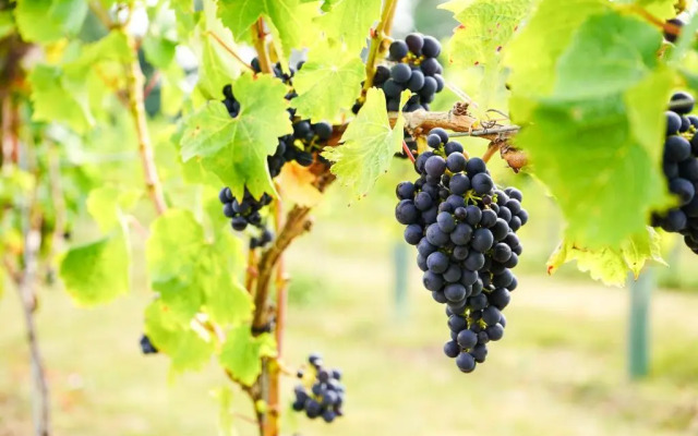 Mersea Island Vineyard