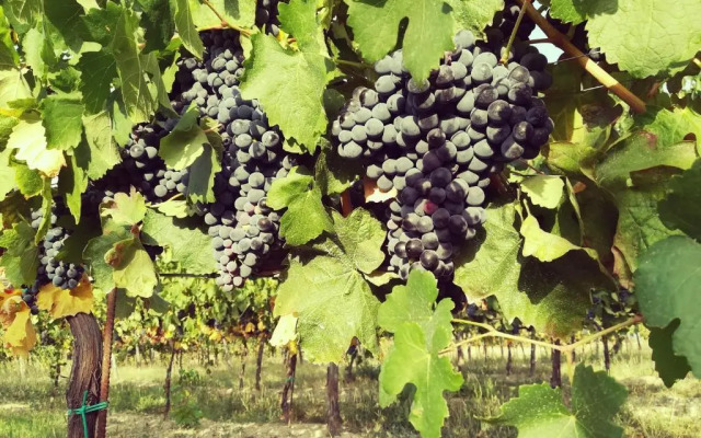 tenuta i musi lunghi