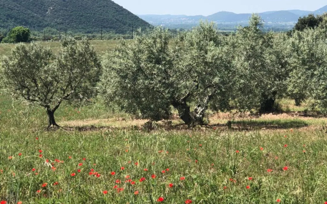 El Sitio de Francisco