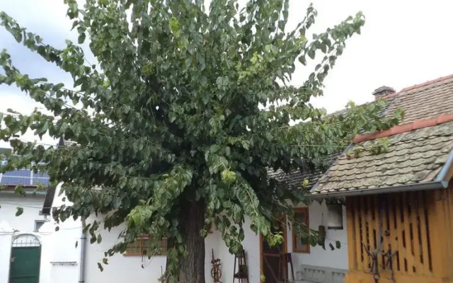 Country House Pod dudom Aljmaš