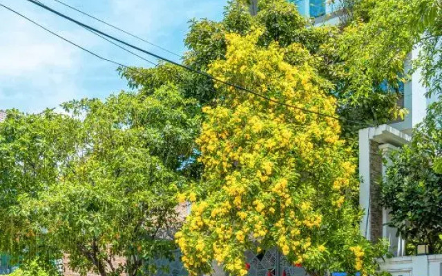 ZEN Villa Garden in Thao Dien Ho Chi Minh