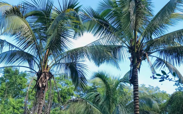 Mango Walk Inn