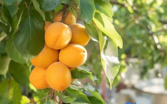 Floral Hotel·Guihai Lazy Cat Holiday Guesthouse (Putao Beach Location)