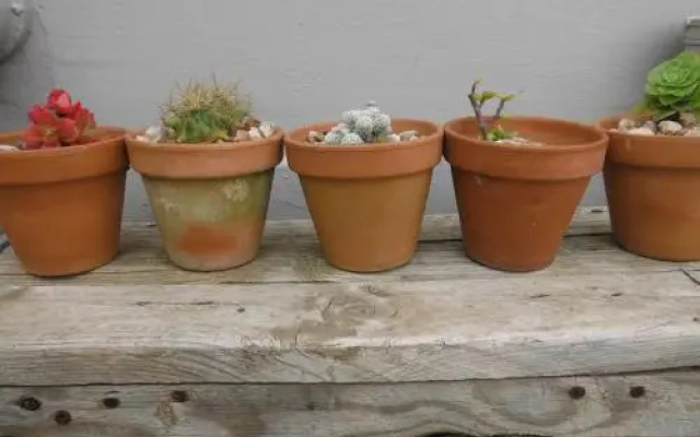 Three Small Trees