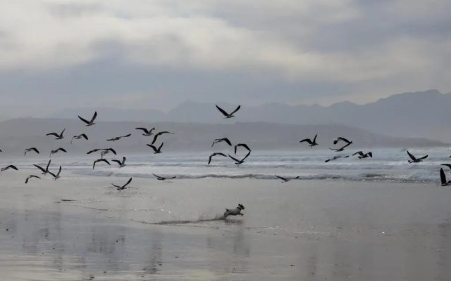 Windfall Plett