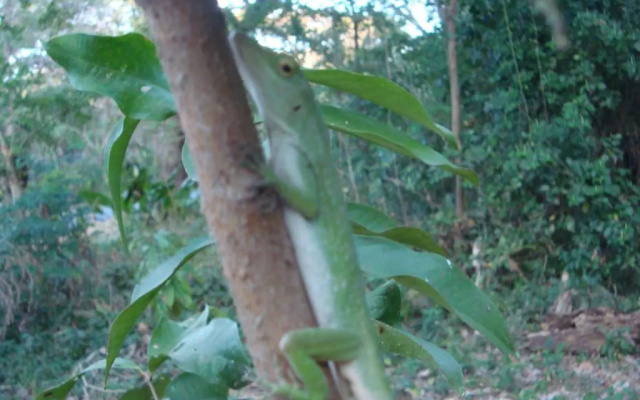 Ecolodge "Blue Morpho" (Mariposa Azul)