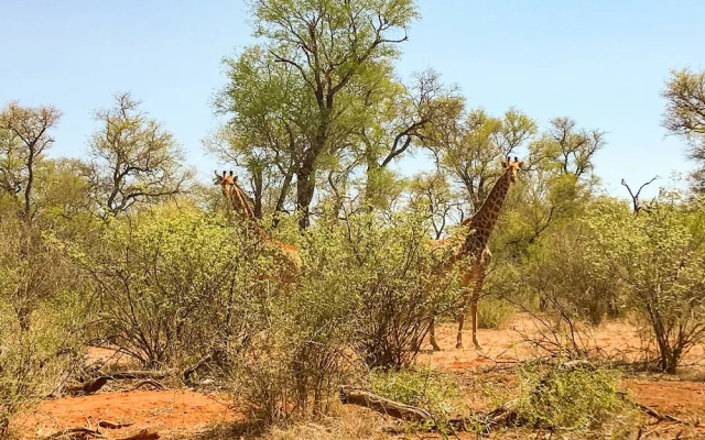 Zingela Nature Reserve - Baobab Tented Camp