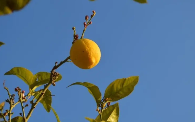Soleil de Menton