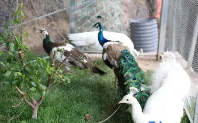 Beijing Shiyu Qingyin Homestay