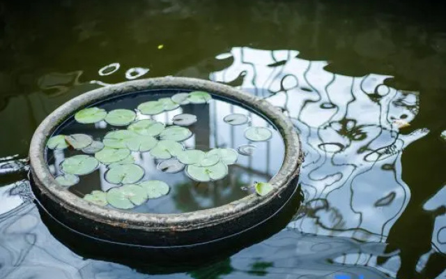 Shanghai Qichi homestay