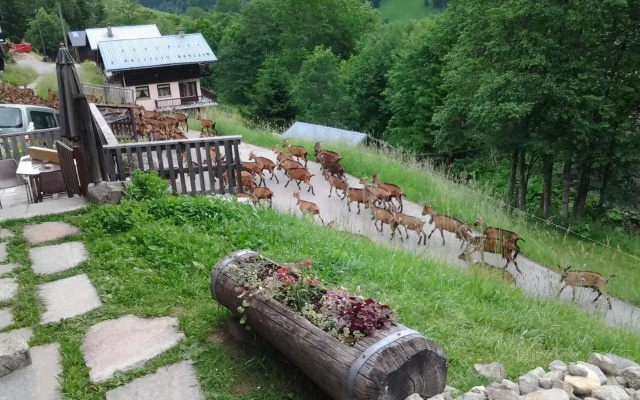 Le Refuge des Marmottes