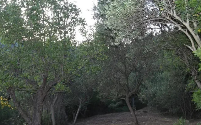 La gatta del cilento