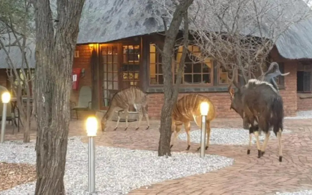 Makhato Bush Lodge 3
