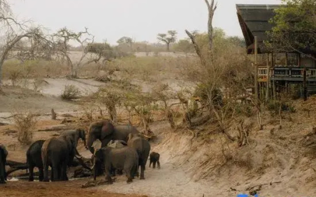 Savute Elephant Lodge