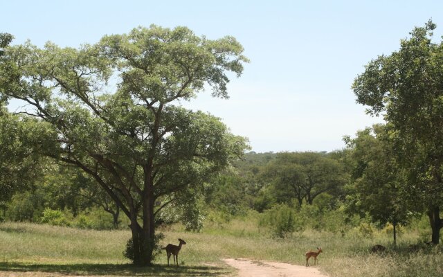 Distinctly Africa - Manyeleti 0