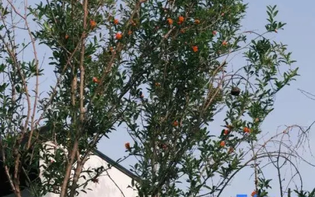 Jingdezhen Yixi Yanhuan Homestay
