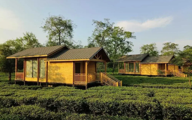 The Postcard in the Durrung Tea Estate