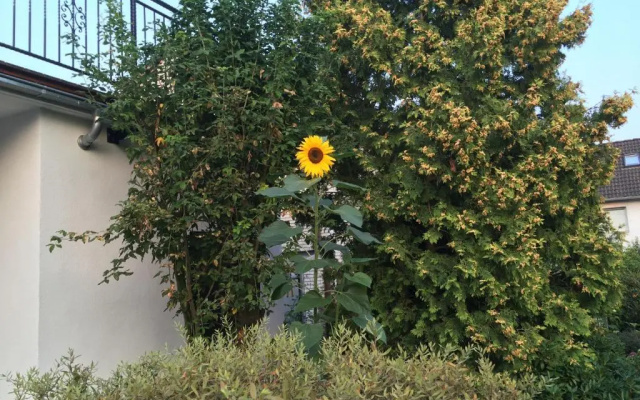 Ferienhaus Sonnenblume