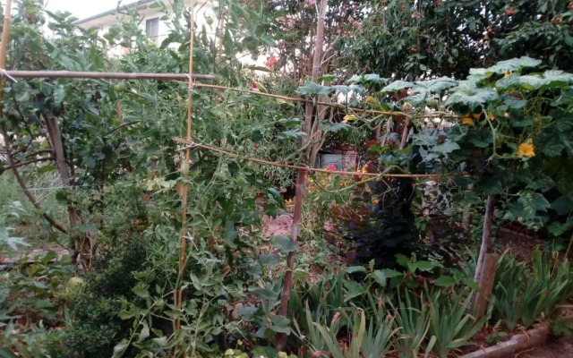 Il Cactus