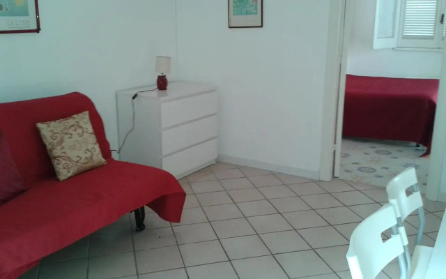 Pitosforo - Ulivo - Cocco