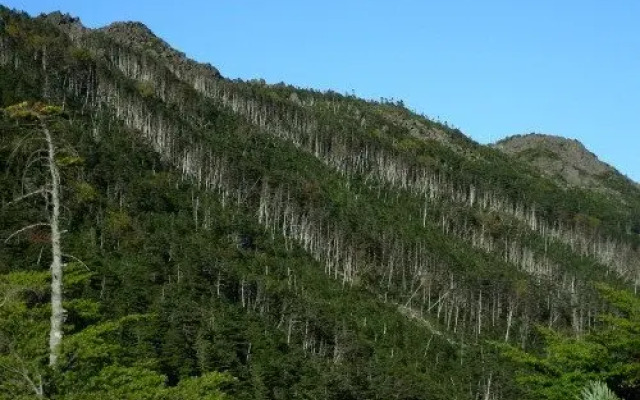 Shirakaba Kohan No Yado Kohu